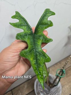 Alocasia Jacklyn Corm