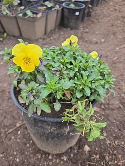 Yellow Pansy