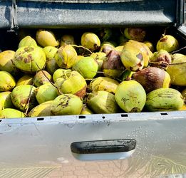 Fresh Coconuts