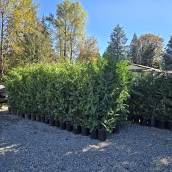 6ft Leyland Cypress Privacy Trees