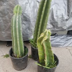 Cactus Plants 