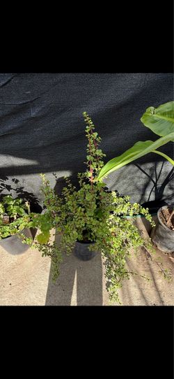 Planta grande de la abundancia