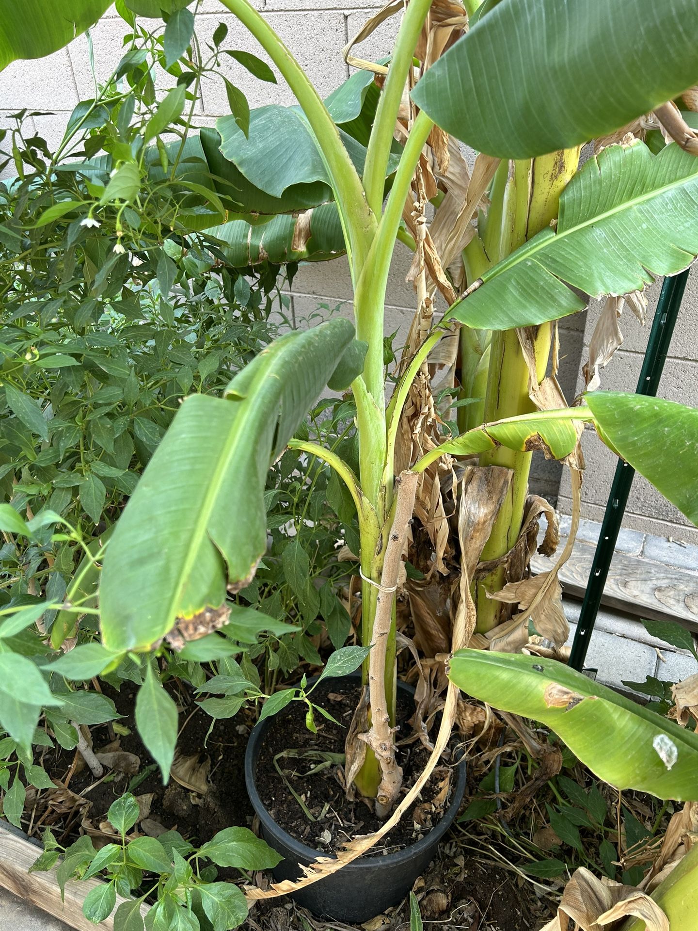 Banana Plant 