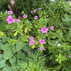Purple Periwinkle Plant