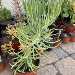 6 inch Pot Succulent plant - Narrow-Leaf Chalksticks -Senecio vitalis - rooted ready to be planted.  