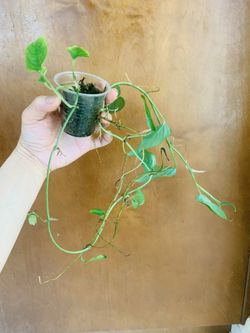 Monstera Acacoyaguensis 