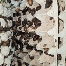Dubia Roaches.   Organic.  All Sizes