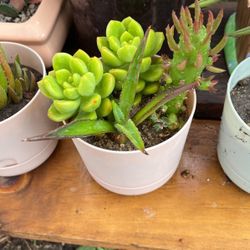 Succulent’s
