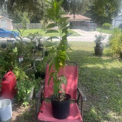 Midnight Jasmine Tree