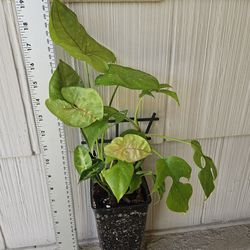 Rhaphidophora Tetrasperma And Syngonium Plant Mix