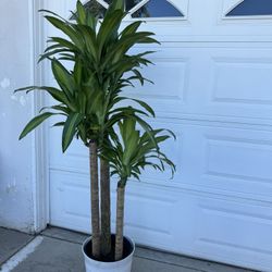 Variegated Dracaena 3 Plants In The Pot