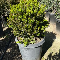 Boxwood Globe