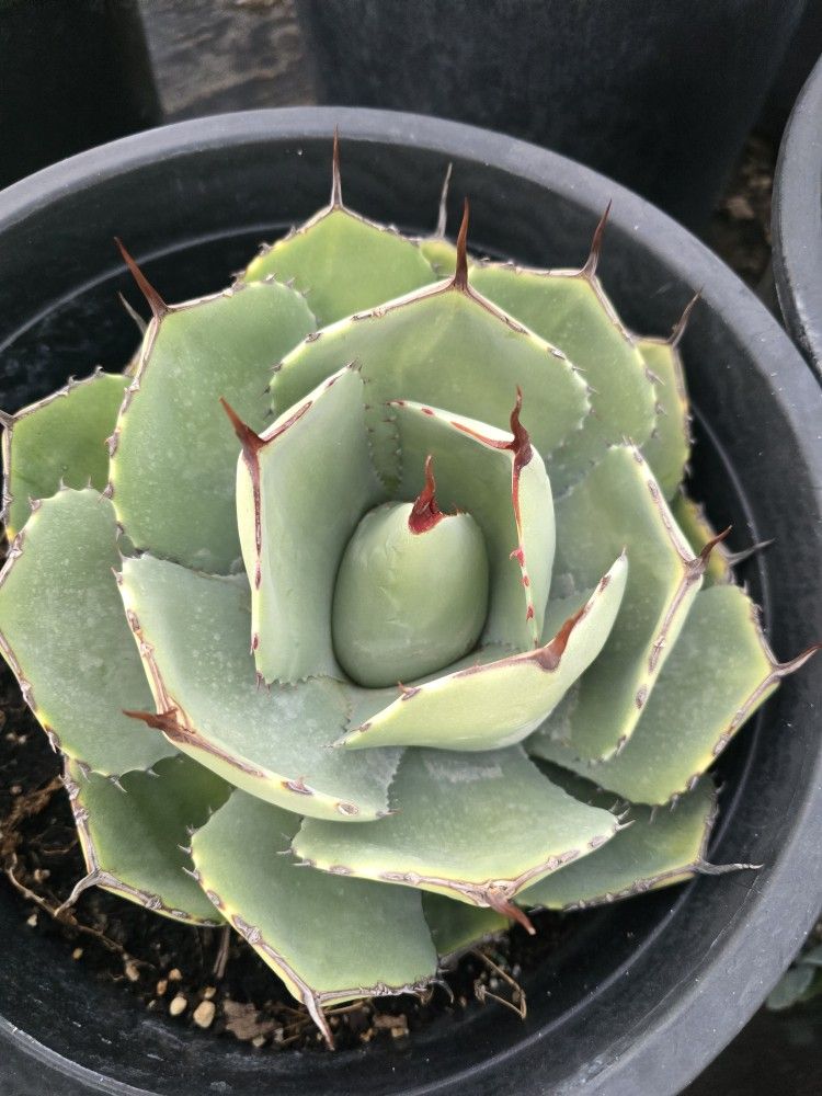 Parry's agave