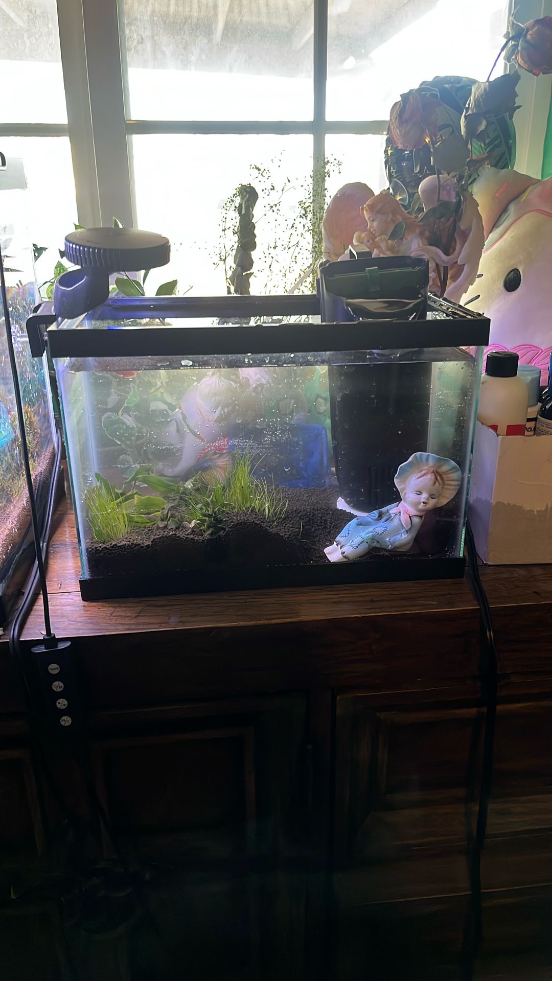 Fish Light, 2.5 Gallon Tank, Filter