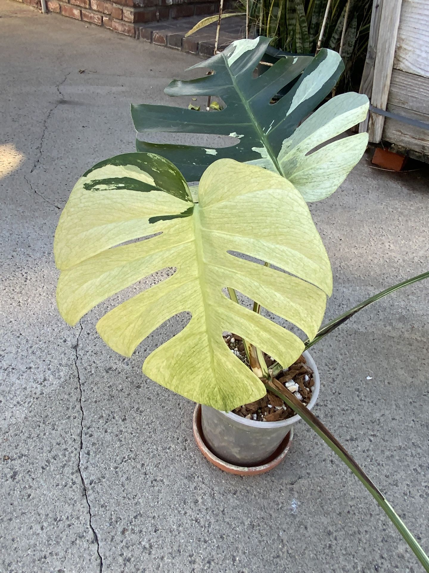 Monstera Deliciosa x Borsigiana Mint Variegated