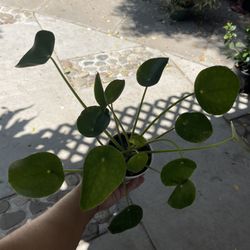 4” Pilea Money Plant 