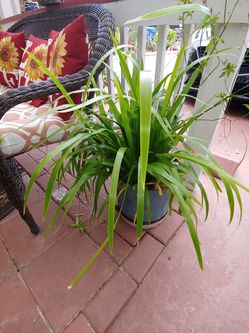 Plants 25.00. Each