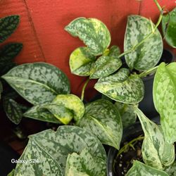 Scindapsus Pictus Pothos Live Plant