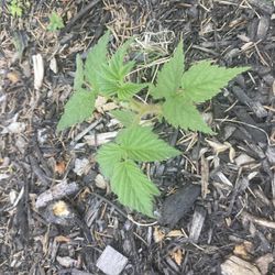 Heritage Everbearing Raspberry Plant