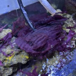 Decorative Purple Sponge Coral