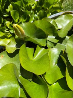 Yellow Water Lily - $15
