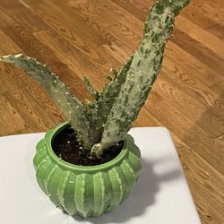Cactus In Ceramic Pot