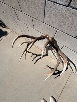 Elk Horns