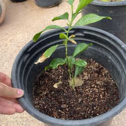 Baby Lemon Meyer Trees