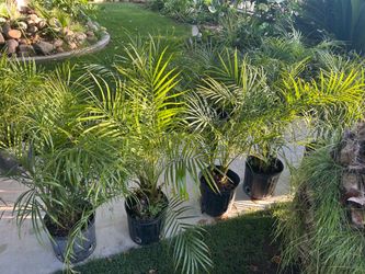 Pigmy palms 17$ each