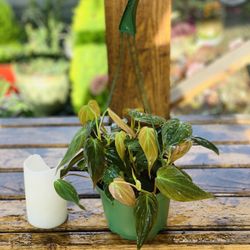 Live Indoor Philodendron Micans plant in a plastic nursery planter pot—firm price