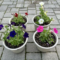 Easy Wave Petunias in 8" Decorative Pots
