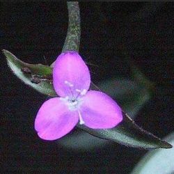 45 Potted Wandering Jew Plants