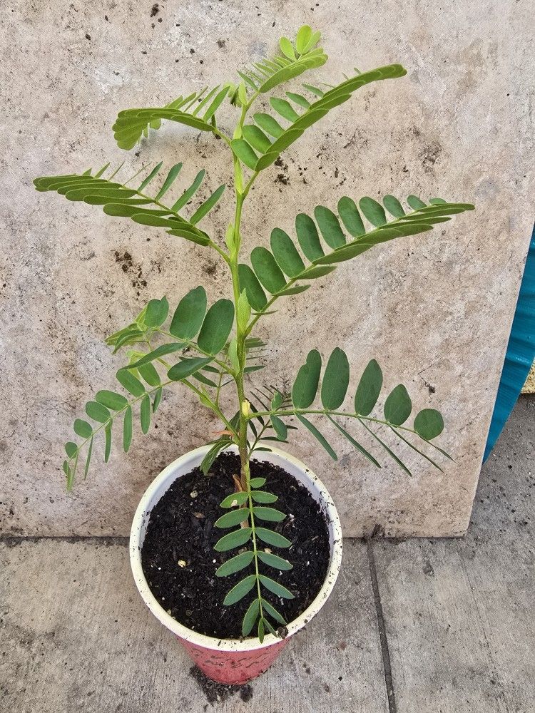 Tamarind Tree