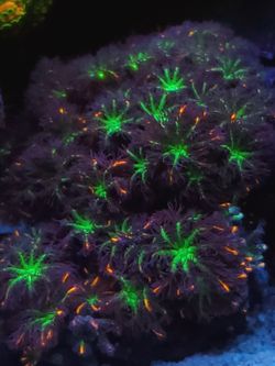 Fire crackers clove polylps coral