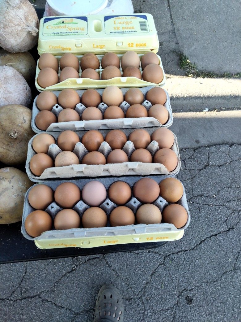 Fresh Farm Eggs