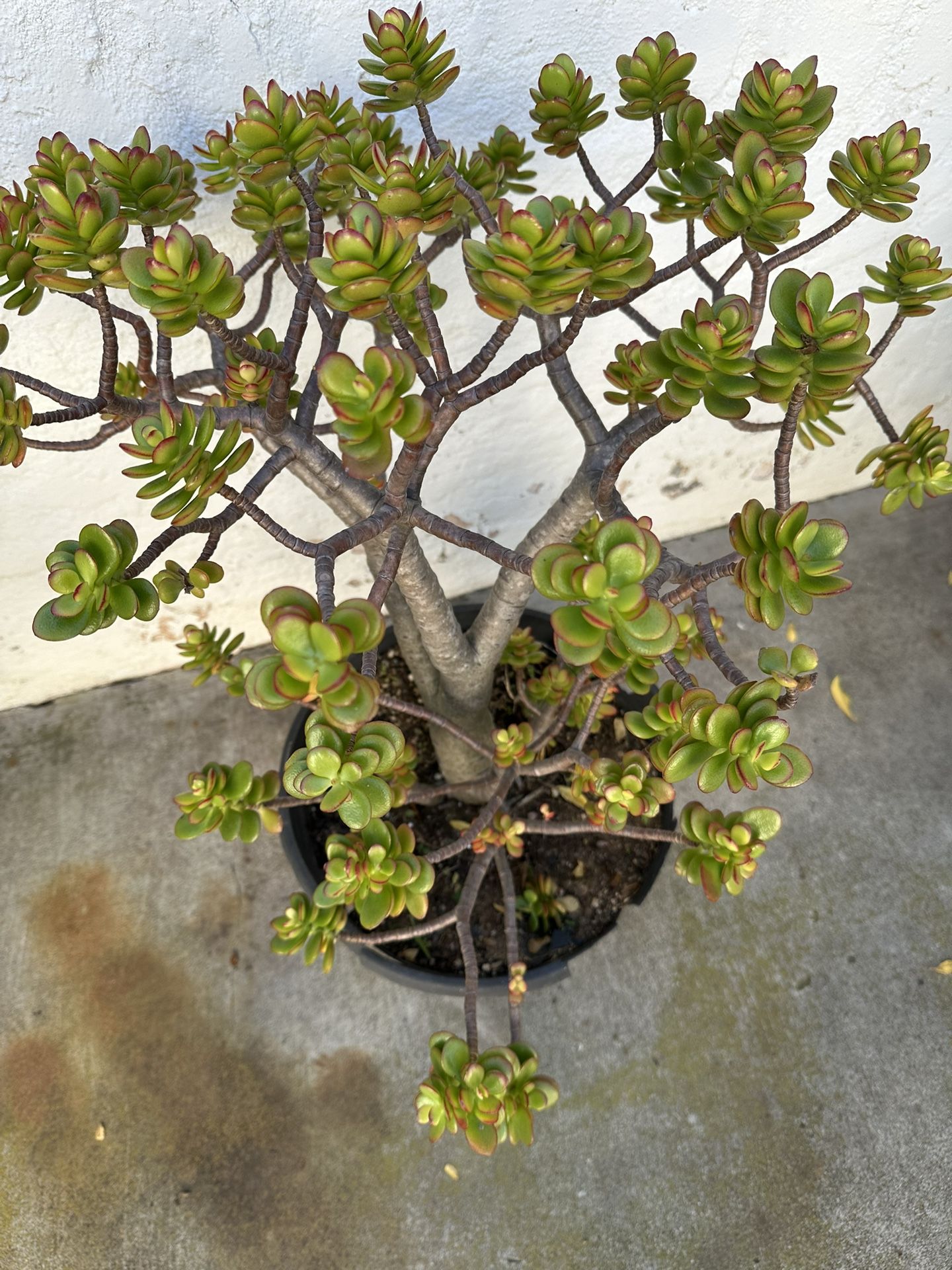 Mini Tree Of Baby Jade In 5 Gallon Pot