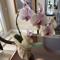 Real ORCHIDS