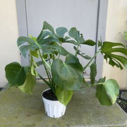 Monstera Deliciosa House Plant 8” Pot
