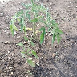 Organic Purple Cherokee Tomatoes. Non GMO! 