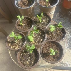 King Tut Purple Peas