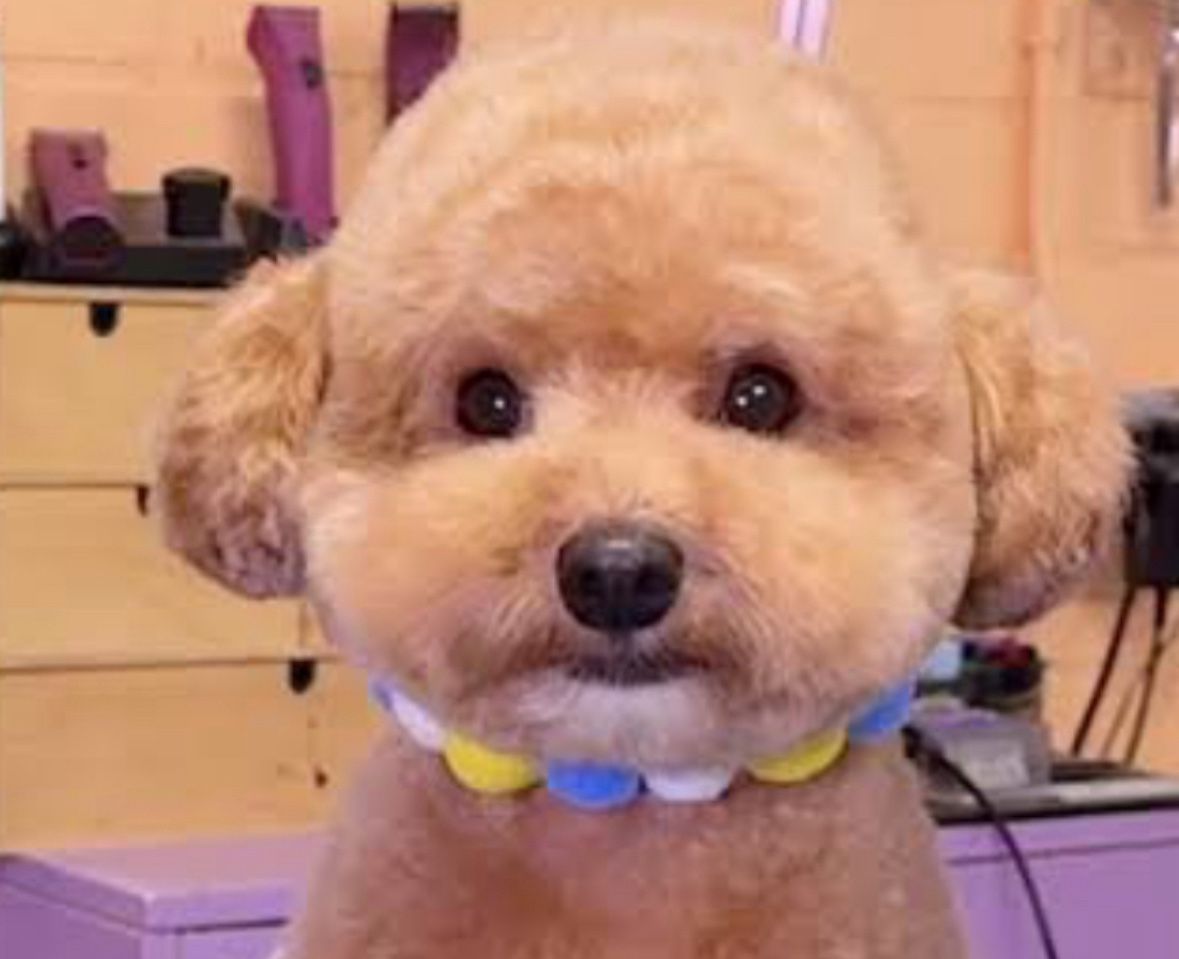 Grooming Clipper & Brush 