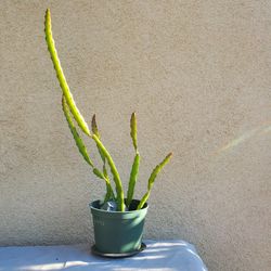 5 Dragon Fruit "Pitaya" Plants In 1 Pot
