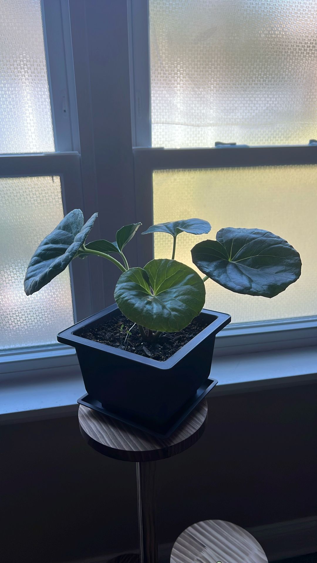 “Tractor Seat” – Farfugium japonicum ‘Gigantea’