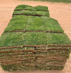 Bermuda grass