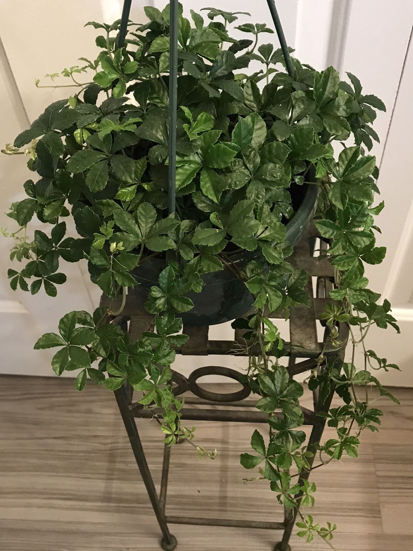 Lush -Tailing - Sugar Vine - Parthenocissus