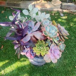 Mother's Day  Live Succulent Bouquet