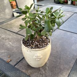 Jade Plant On Ceramic Pot
