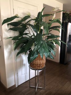 Plant artificial $ 45 and table $ 20