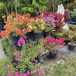 Bougainvillea Plant 🪴 3gal 