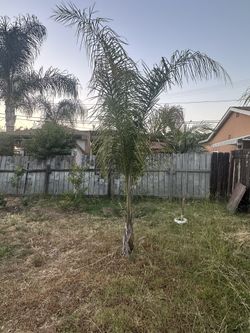 2 Queen Palm Trees